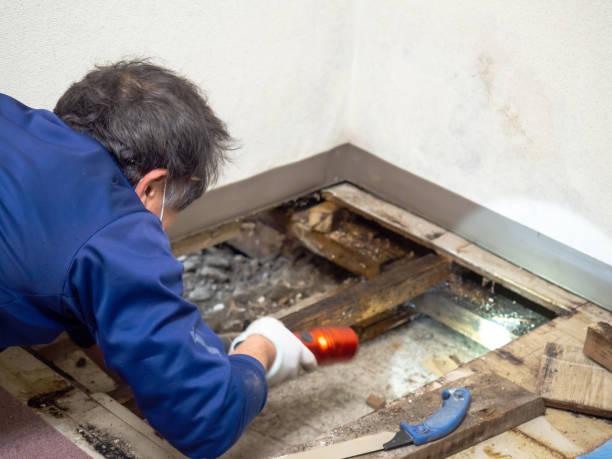 Best Residential Mold Remediation in Fayetteville, NY