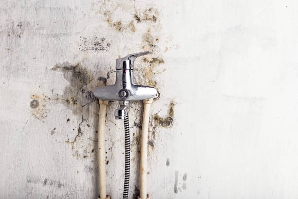 Best White Mold Remediation in Fayetteville, NY