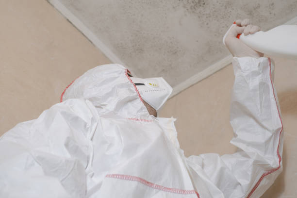 Best DIY Mold Remediation Support Services in Fayetteville, NY