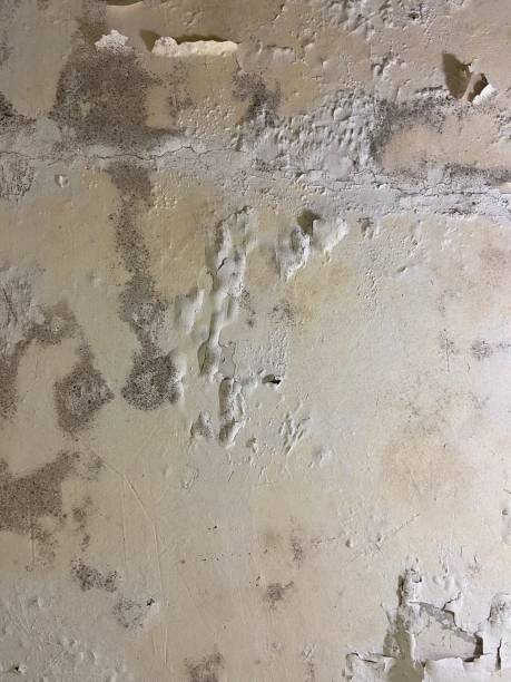 Best Emergency Mold Remediation in Fayetteville, NY