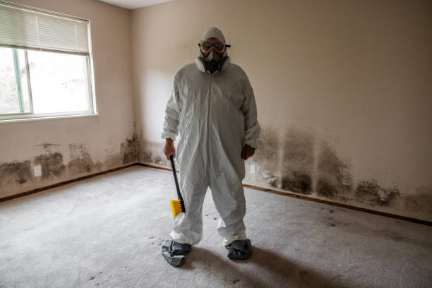 Best Basement Mold Remediation in Fayetteville, NY
