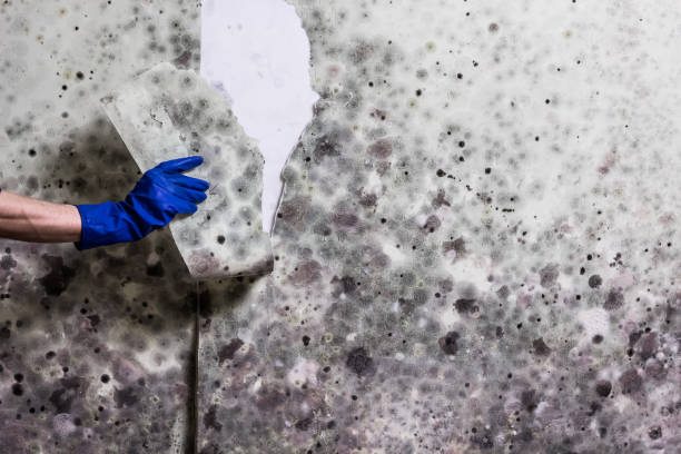 Best Mold Testing and Inspection Services in Fayetteville, NY